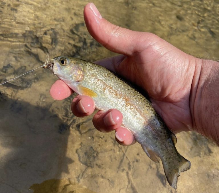 Can you fish streamer patterns on a 3 weight fly rod? | Local Fly Guide